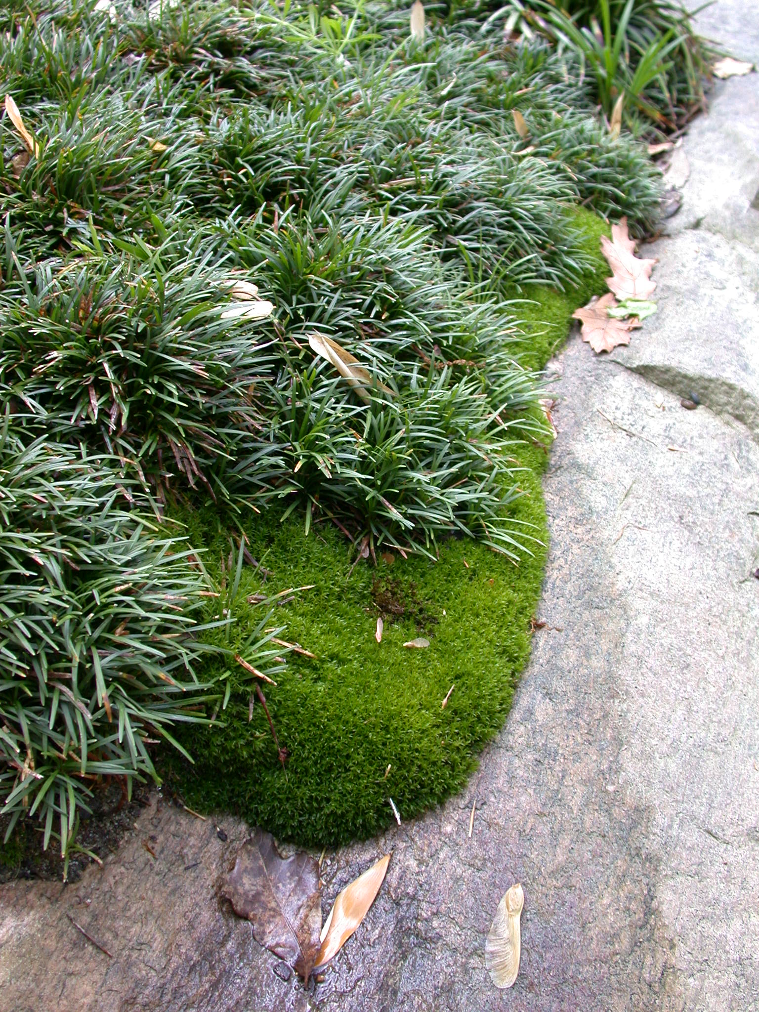 mossdetail.jpg