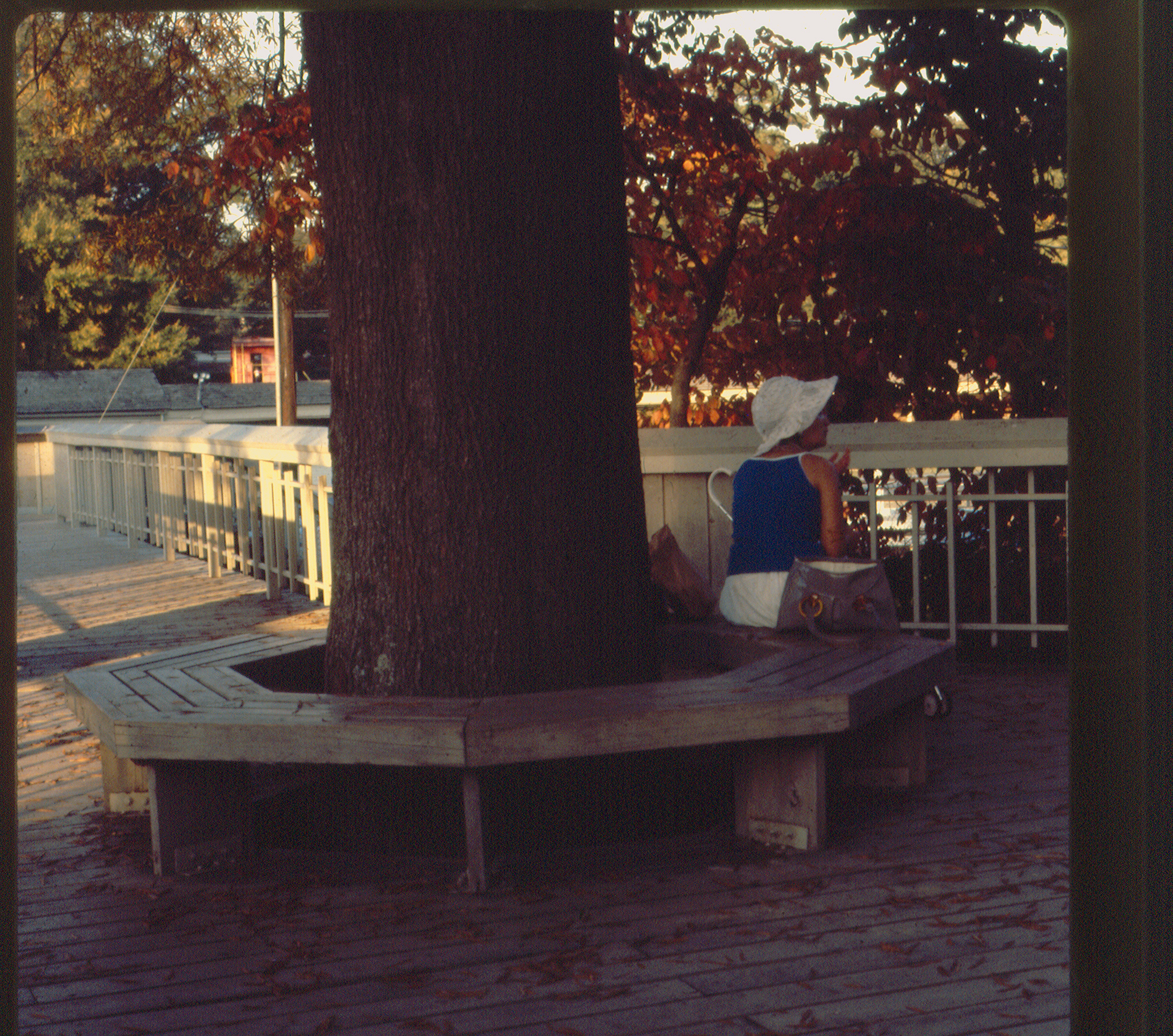 pullentreebench.jpg